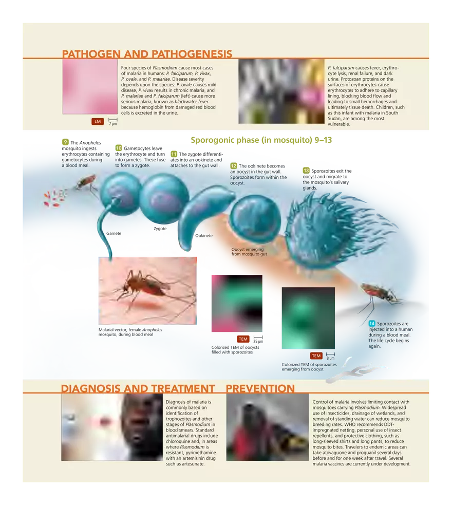 Microbial Cardiovascular and Systemic Diseases - Page 21