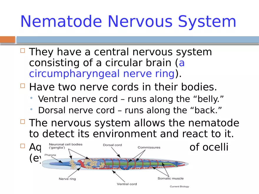 Phylum Nematoda - Page 8