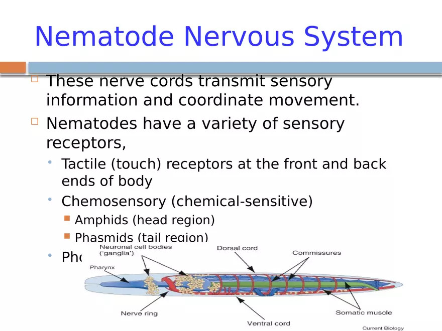 Phylum Nematoda - Page 9