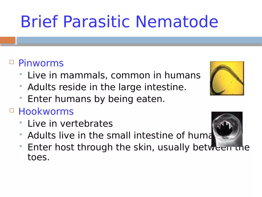 Phylum Nematoda - Page 3