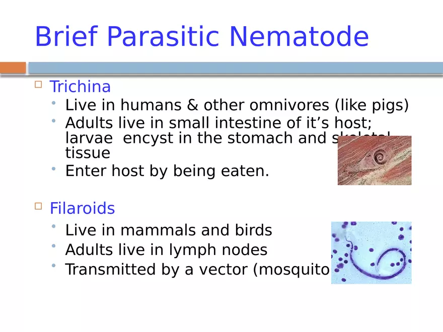 Phylum Nematoda - Page 4