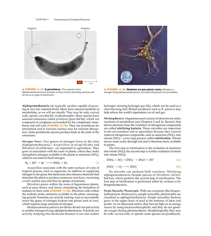 Characterizing and Classifying Prokaryotes - Page 7
