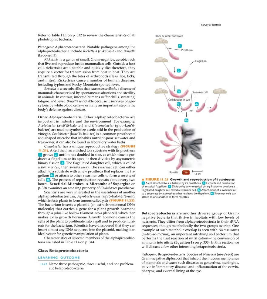 Characterizing and Classifying Prokaryotes - Page 8