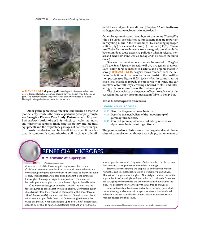 Characterizing and Classifying Prokaryotes - Page 9