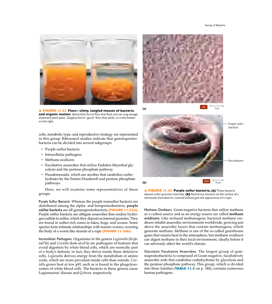 Characterizing and Classifying Prokaryotes - Page 10