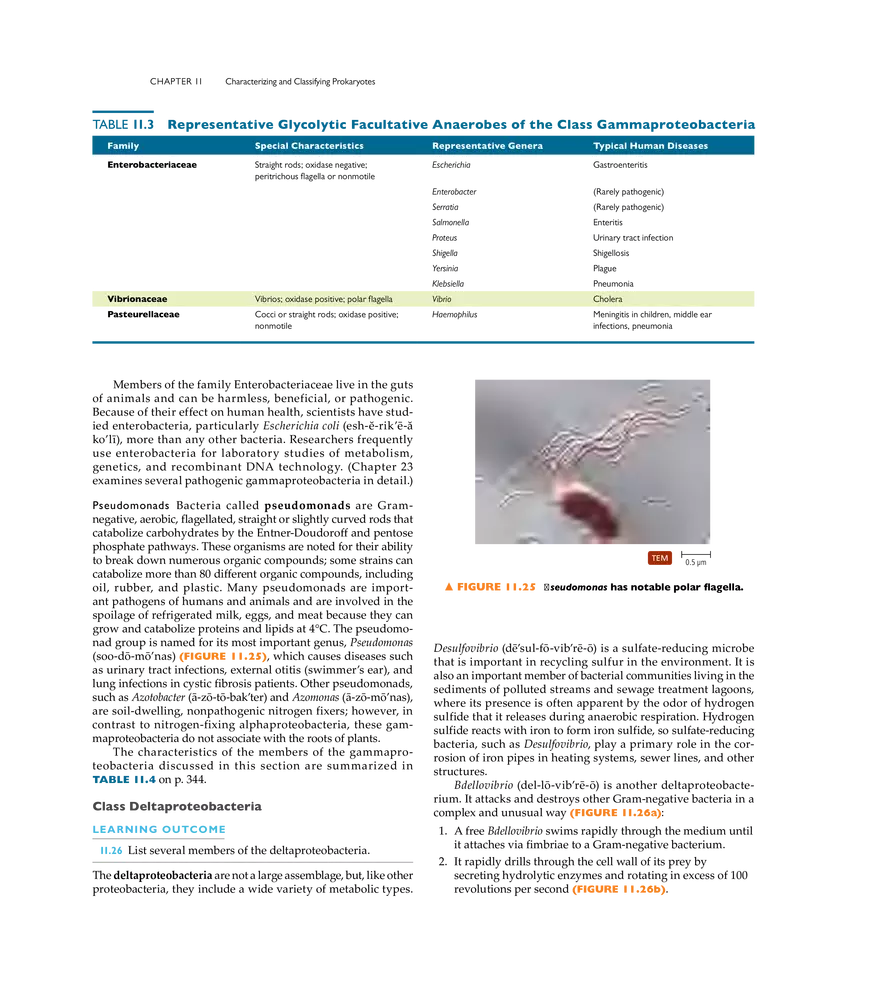Characterizing and Classifying Prokaryotes - Page 11
