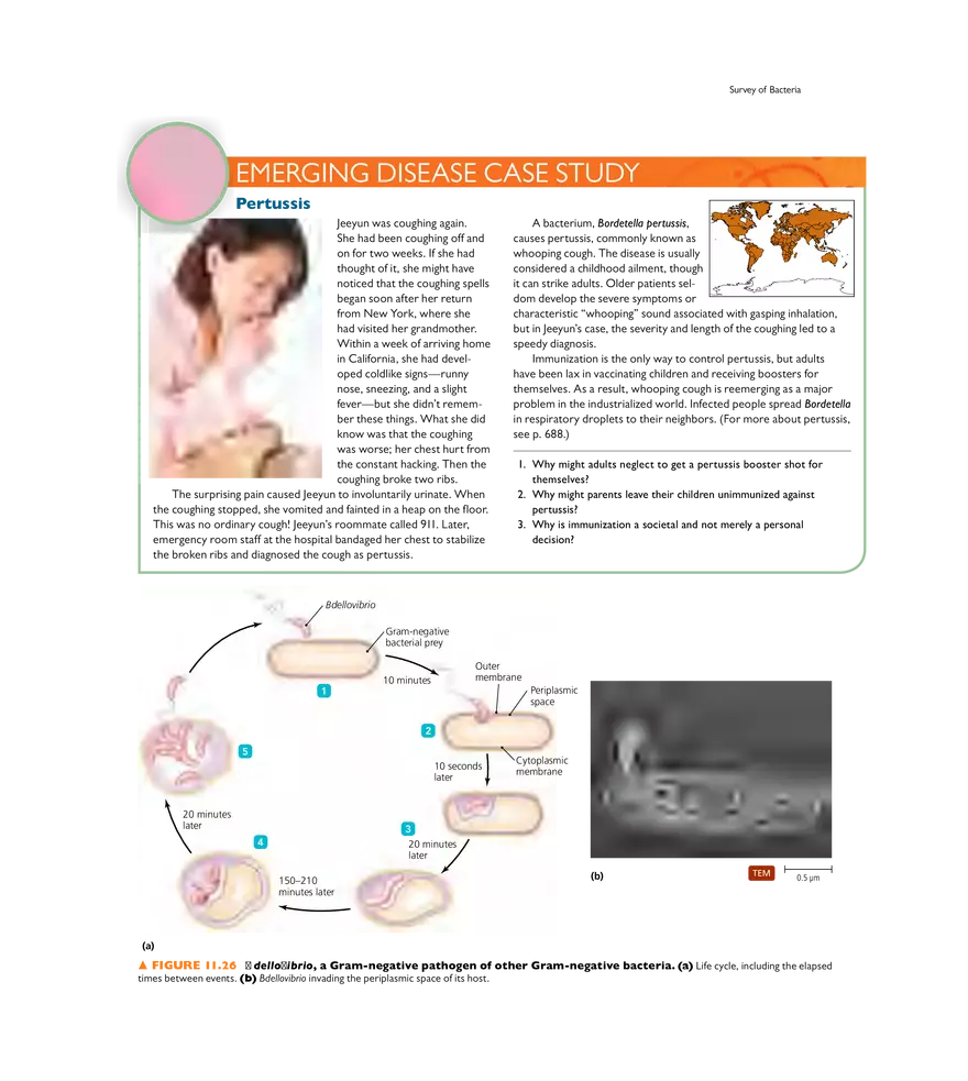 Characterizing and Classifying Prokaryotes - Page 12