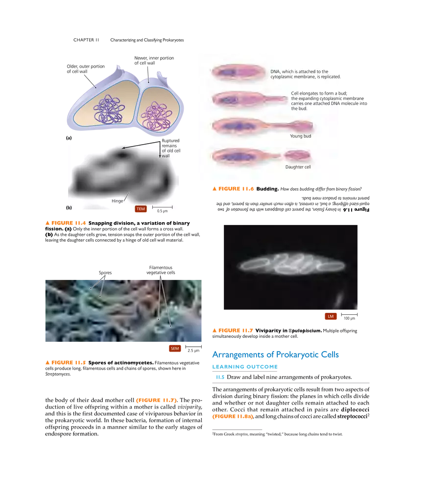 Characterizing and Classifying Prokaryotes - Page 13
