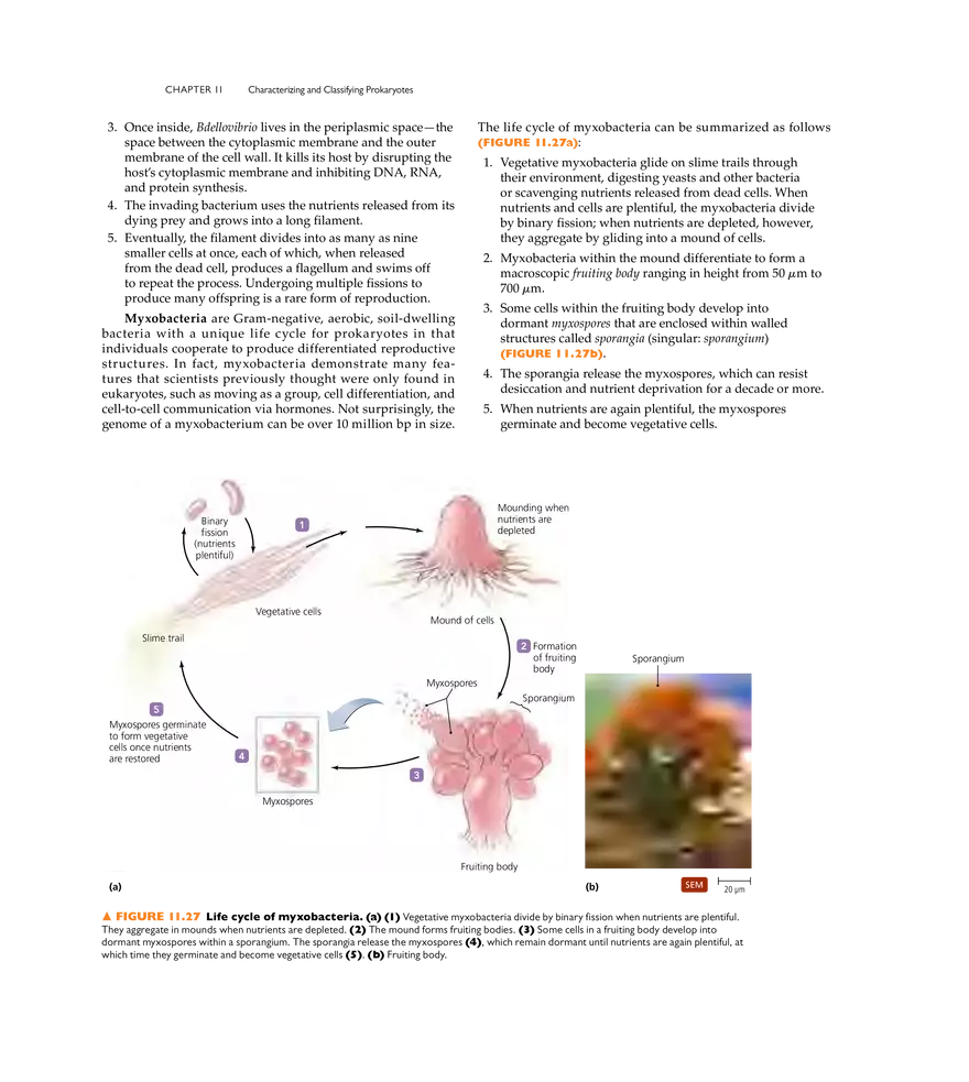 Characterizing and Classifying Prokaryotes - Page 14