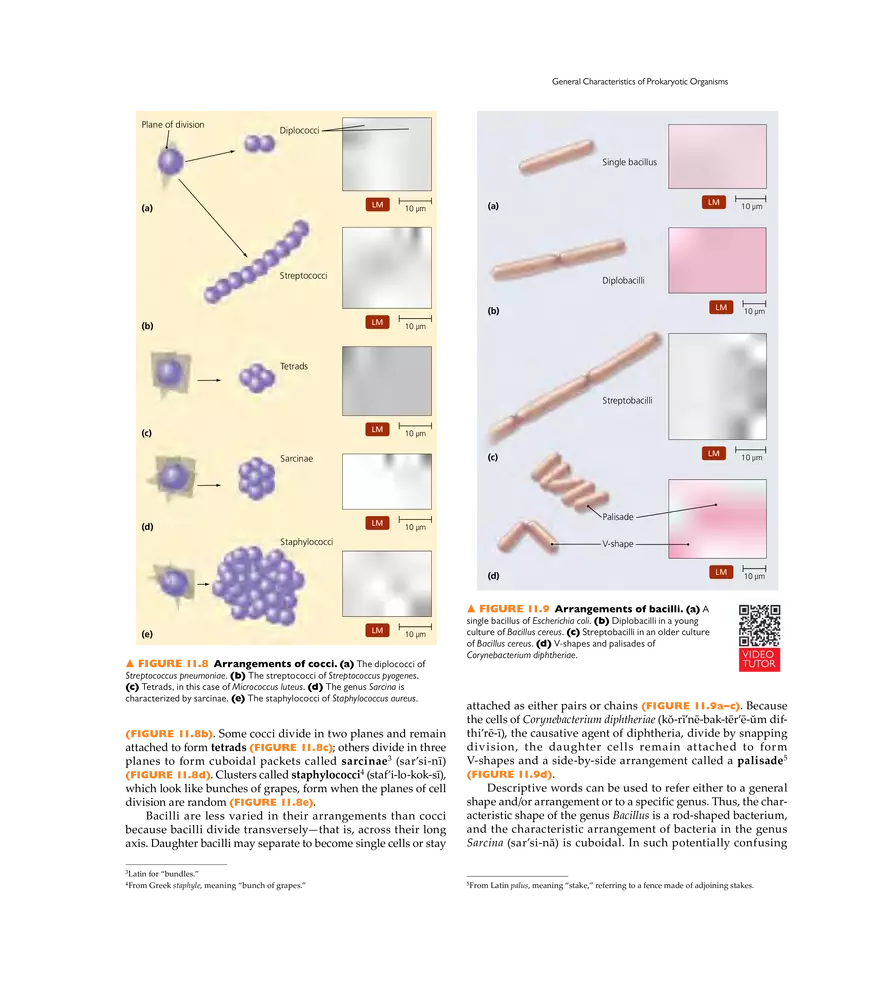 Characterizing and Classifying Prokaryotes - Page 22