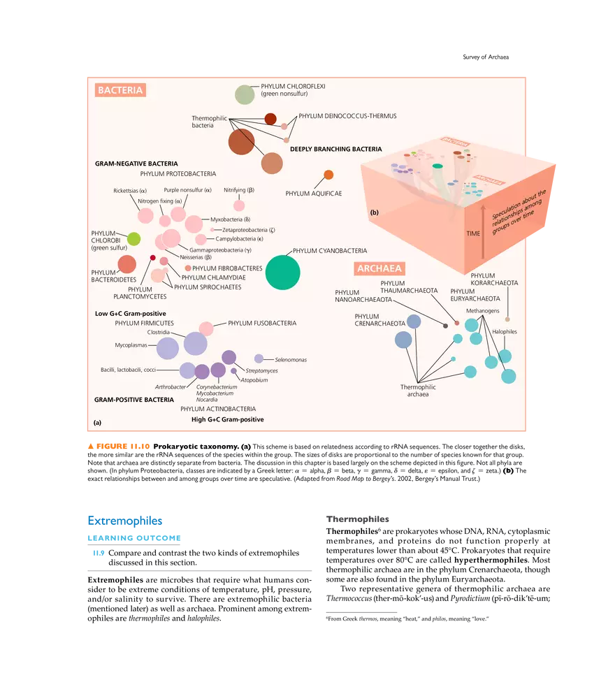 Characterizing and Classifying Prokaryotes - Page 24