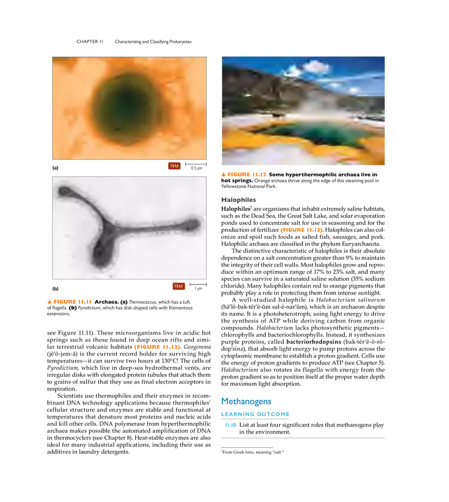 Characterizing and Classifying Prokaryotes - Page 25