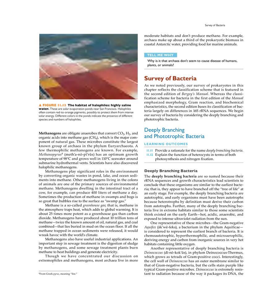 Characterizing and Classifying Prokaryotes - Page 26