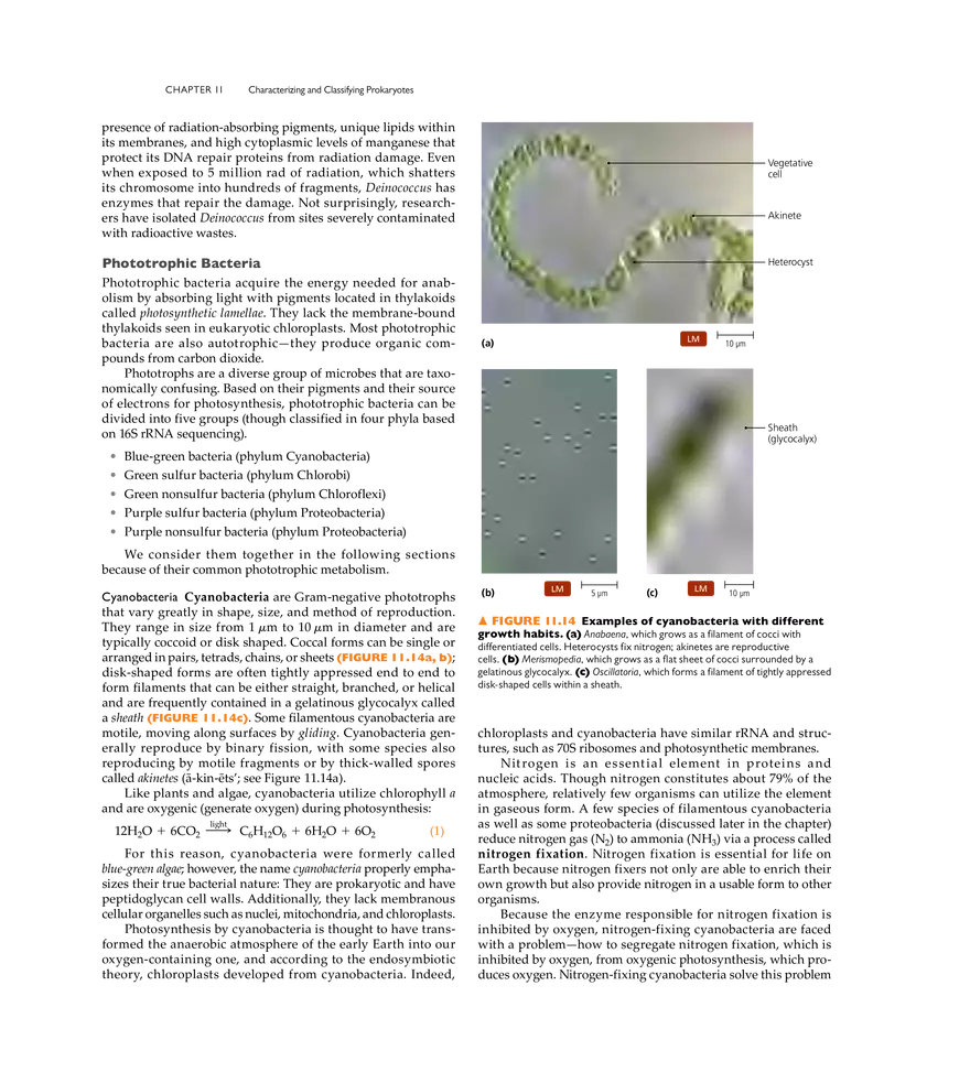 Characterizing and Classifying Prokaryotes - Page 27