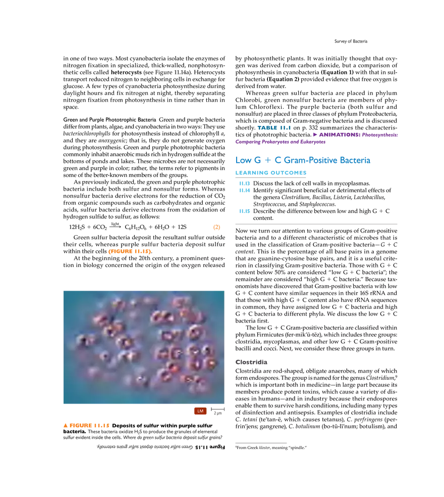 Characterizing and Classifying Prokaryotes - Page 28