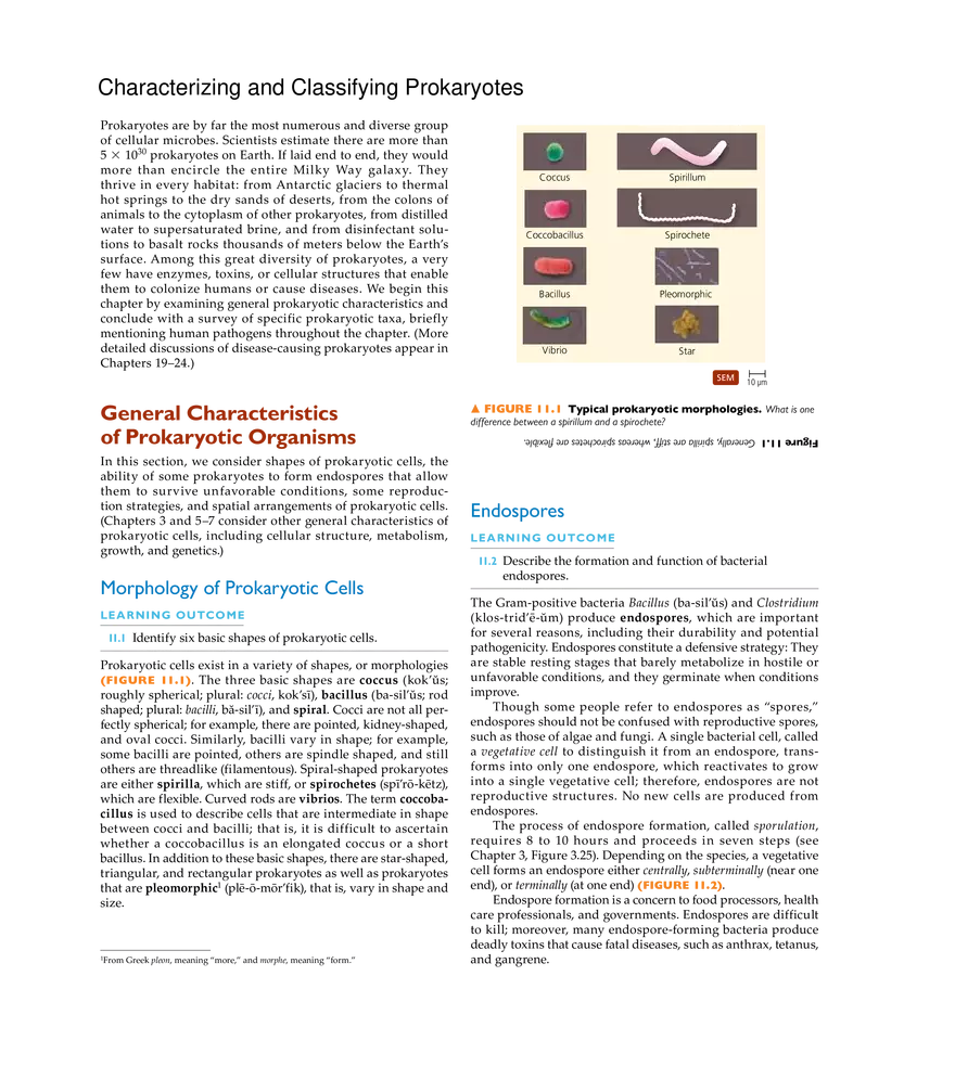 Characterizing and Classifying Prokaryotes - Page 1