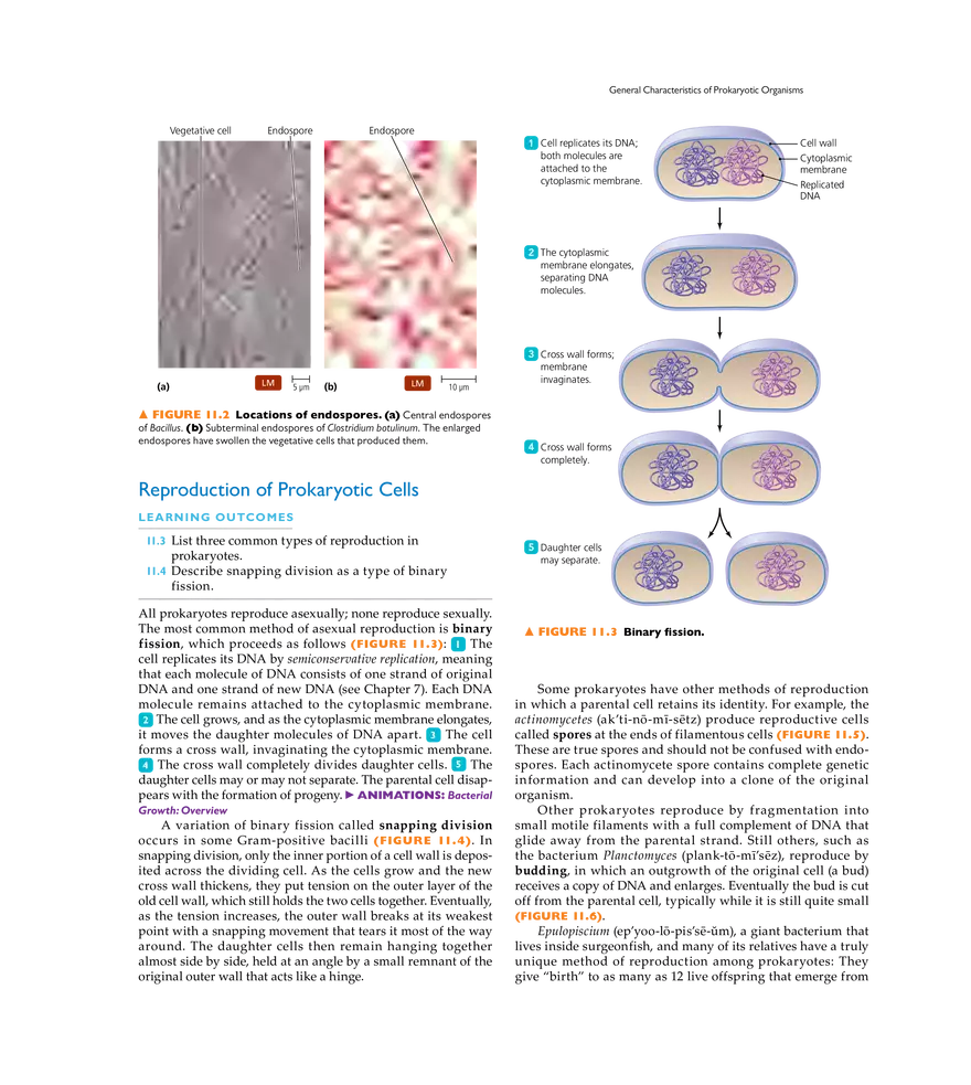 Characterizing and Classifying Prokaryotes - Page 2