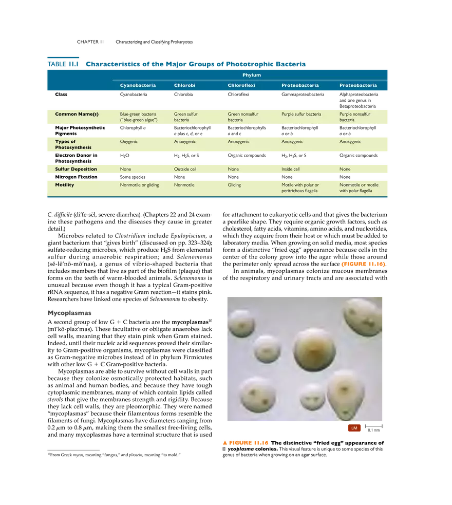 Characterizing and Classifying Prokaryotes - Page 3