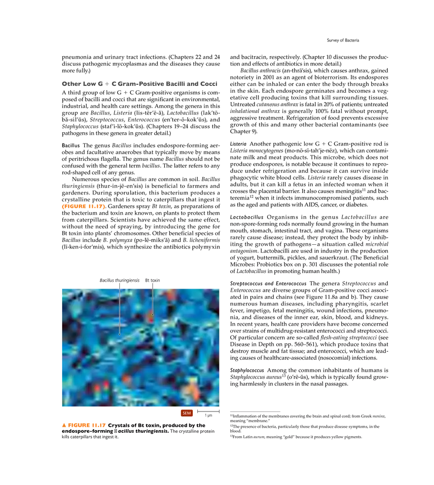 Characterizing and Classifying Prokaryotes - Page 4