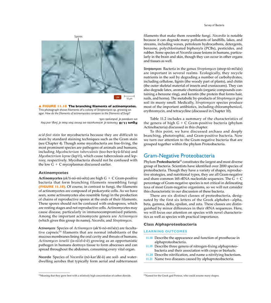 Characterizing and Classifying Prokaryotes - Page 6