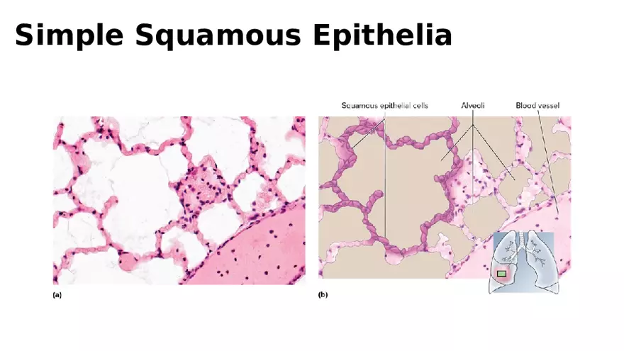 Chapter 5 Tissues – Epithelial, Connective, Muscle, Nervous, Membranes - Page 7