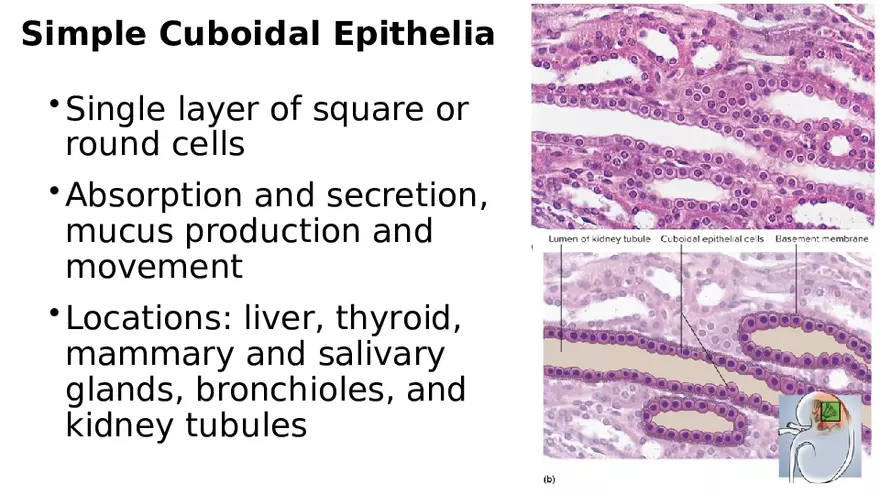 Chapter 5 Tissues – Epithelial, Connective, Muscle, Nervous, Membranes - Page 8
