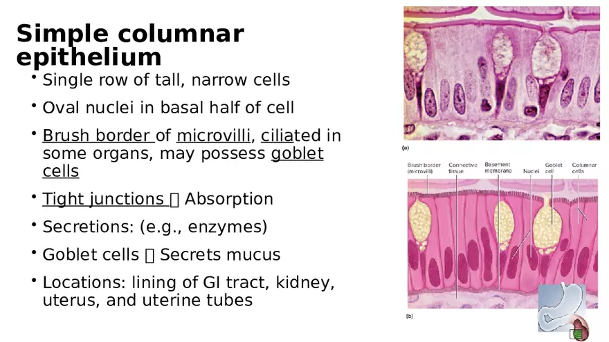 Chapter 5 Tissues – Epithelial, Connective, Muscle, Nervous, Membranes - Page 9