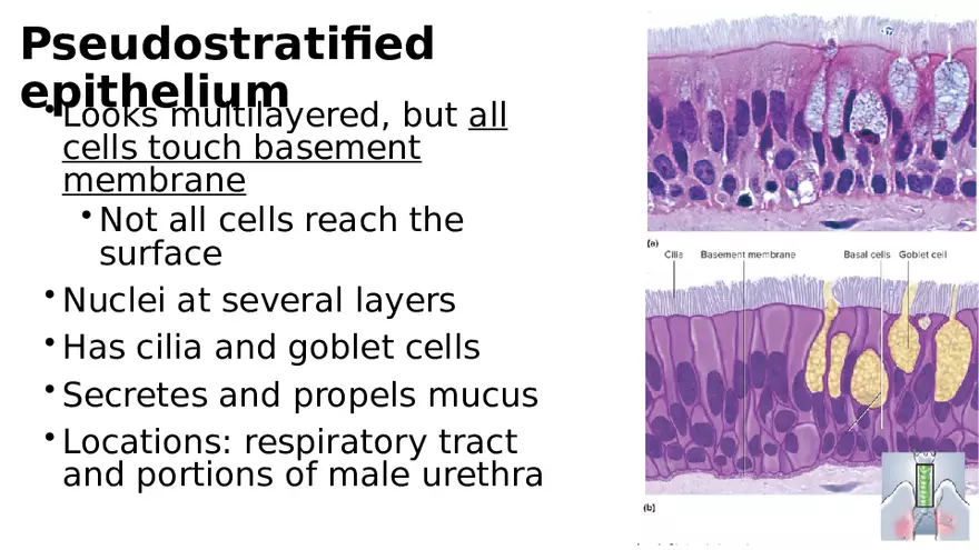 Chapter 5 Tissues – Epithelial, Connective, Muscle, Nervous, Membranes - Page 10