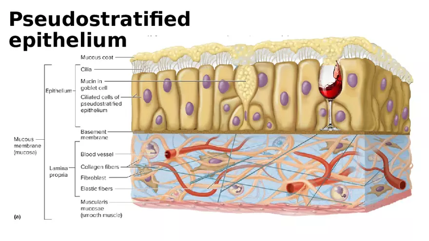 Chapter 5 Tissues – Epithelial, Connective, Muscle, Nervous, Membranes - Page 11
