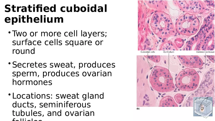 Chapter 5 Tissues – Epithelial, Connective, Muscle, Nervous, Membranes - Page 16