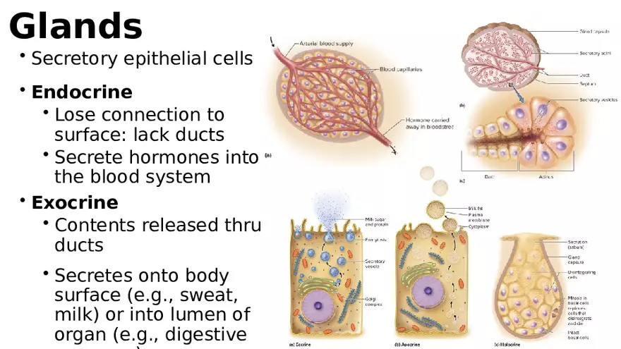 Chapter 5 Tissues – Epithelial, Connective, Muscle, Nervous, Membranes - Page 18