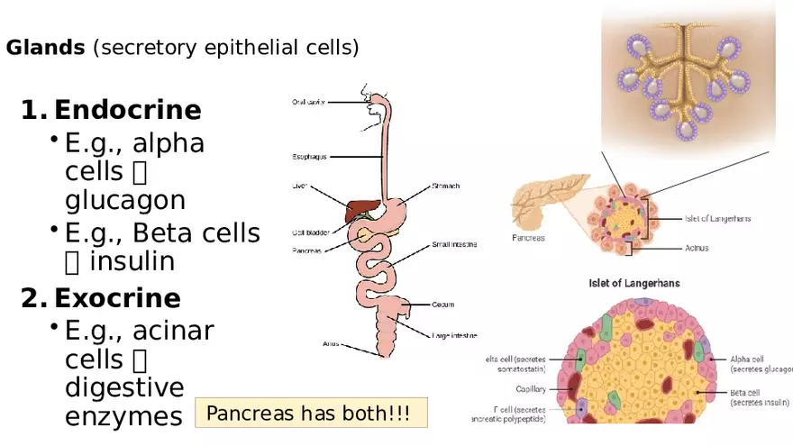 Chapter 5 Tissues – Epithelial, Connective, Muscle, Nervous, Membranes - Page 19