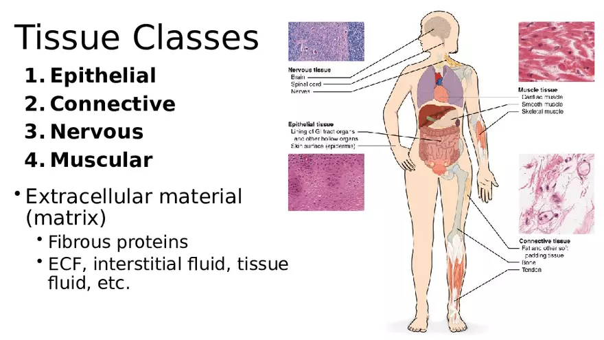 Chapter 5 Tissues – Epithelial, Connective, Muscle, Nervous, Membranes - Page 20