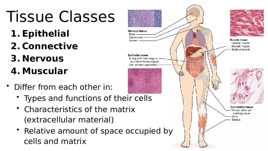 Chapter 5 Tissues – Epithelial, Connective, Muscle, Nervous, Membranes - Page 21