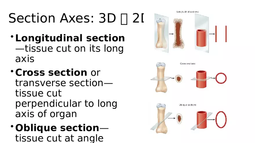 Chapter 5 Tissues – Epithelial, Connective, Muscle, Nervous, Membranes - Page 22