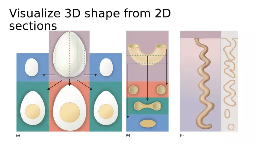 Chapter 5 Tissues – Epithelial, Connective, Muscle, Nervous, Membranes - Page 23