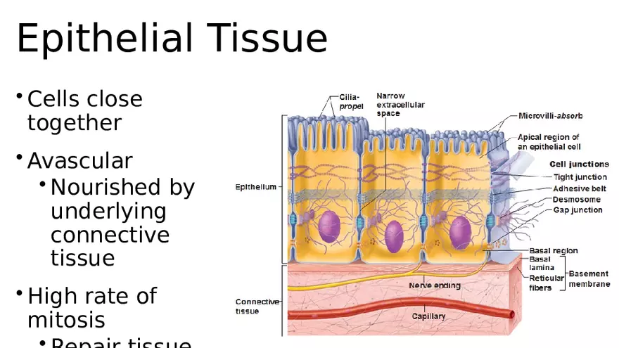 Chapter 5 Tissues – Epithelial, Connective, Muscle, Nervous, Membranes - Page 26