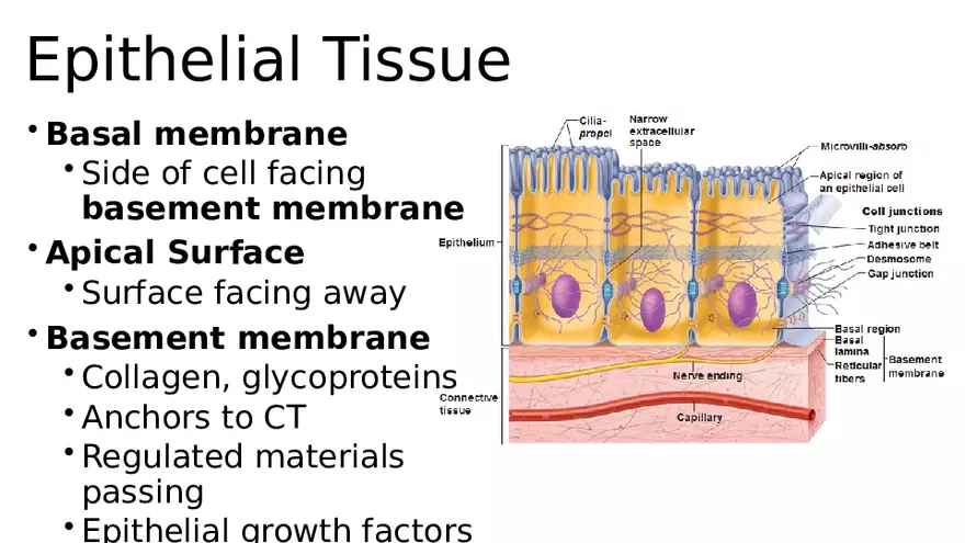 Chapter 5 Tissues – Epithelial, Connective, Muscle, Nervous, Membranes - Page 3
