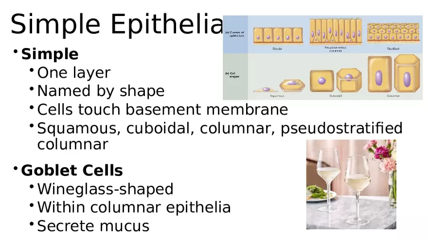 Chapter 5 Tissues – Epithelial, Connective, Muscle, Nervous, Membranes - Page 4