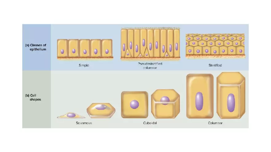 Chapter 5 Tissues – Epithelial, Connective, Muscle, Nervous, Membranes - Page 5