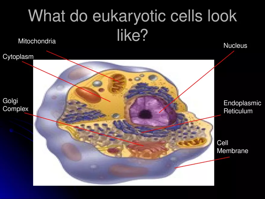 Prokaryotic Cells Vs. Eukaryotic Cells - Page 8