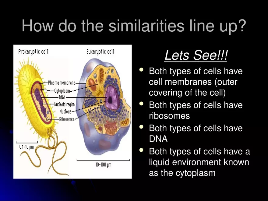 Prokaryotic Cells Vs. Eukaryotic Cells - Page 10