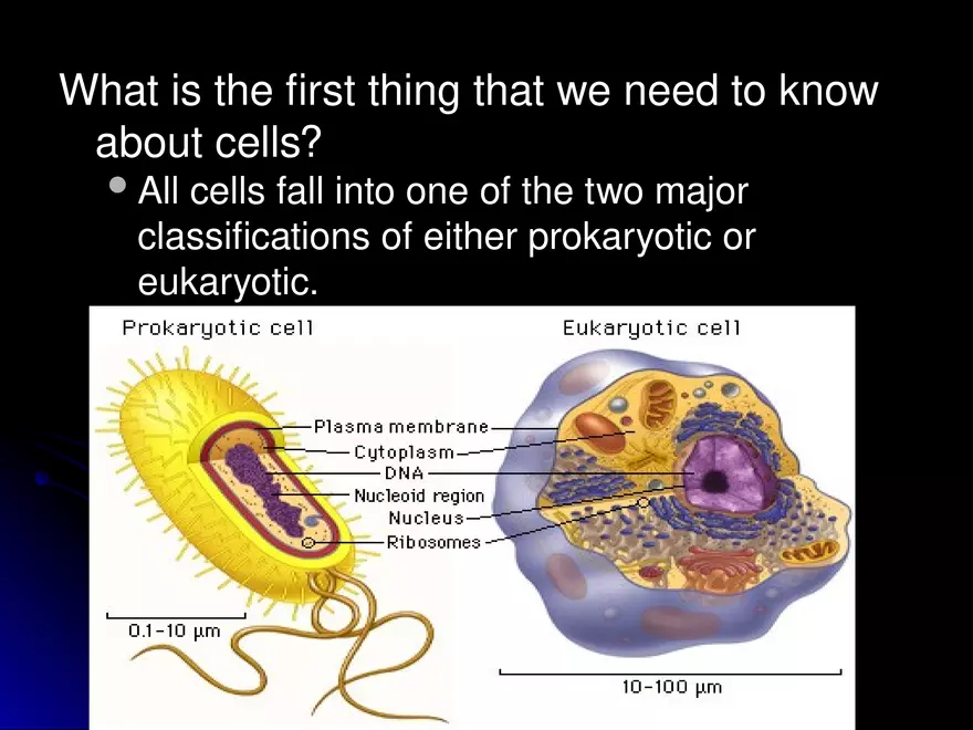 Prokaryotic Cells Vs. Eukaryotic Cells - Page 2