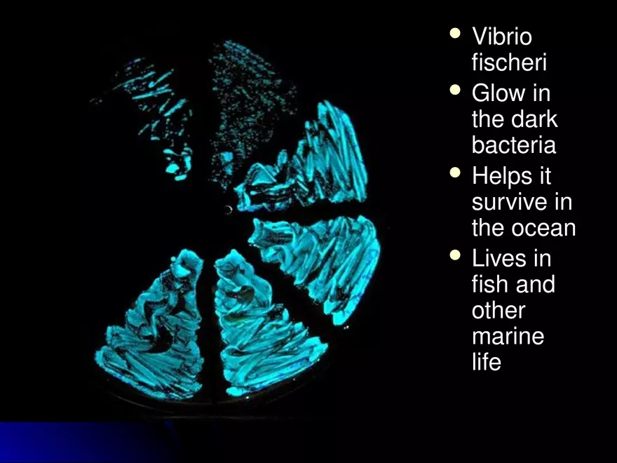 Prokaryotic Cells Vs. Eukaryotic Cells - Page 4