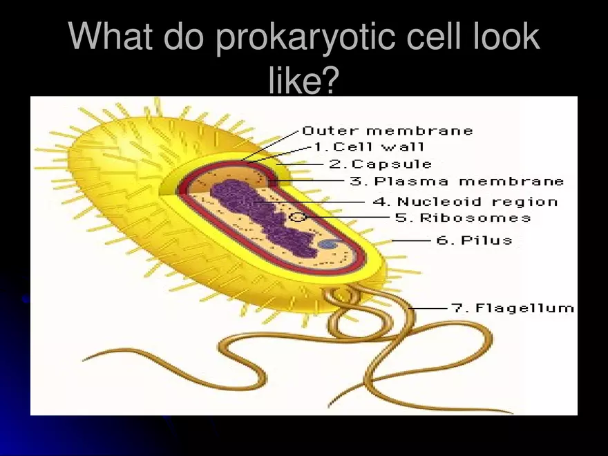 Prokaryotic Cells Vs. Eukaryotic Cells - Page 6