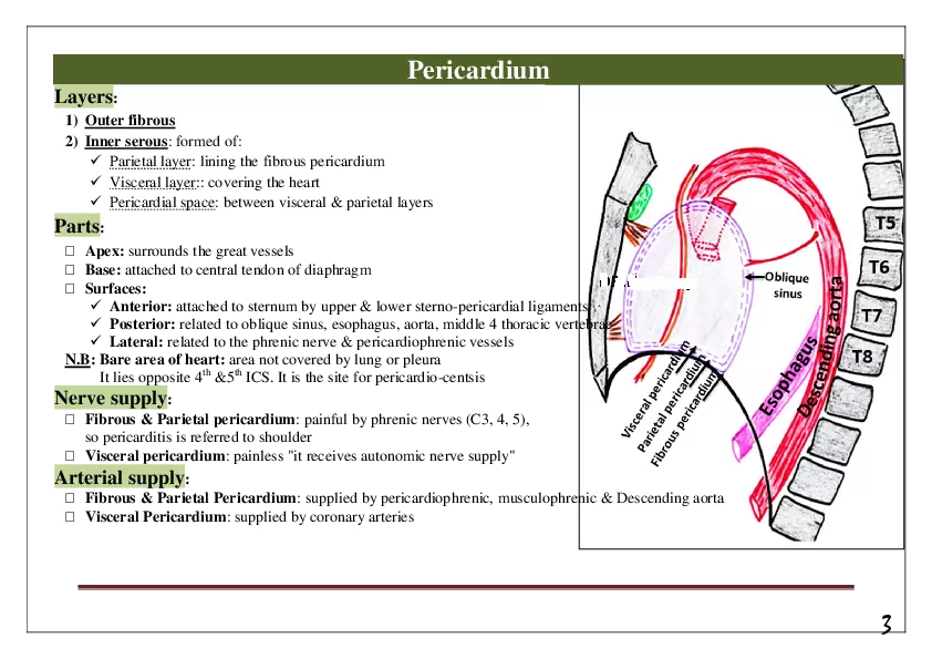 Pericardium & Heart - Page 2
