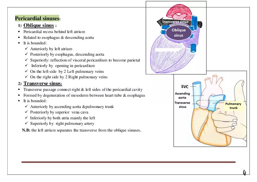 Pericardium & Heart - Page 3