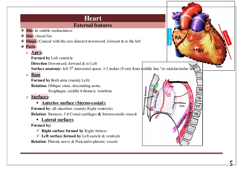 Pericardium & Heart - Page 4