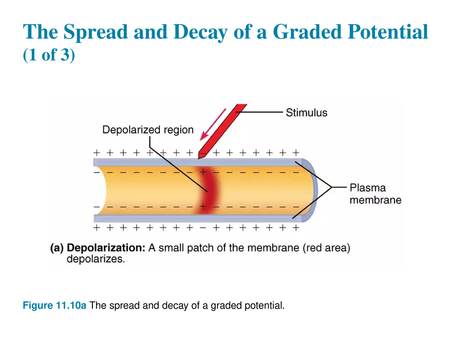 11.5  Graded Potentials - Page 2