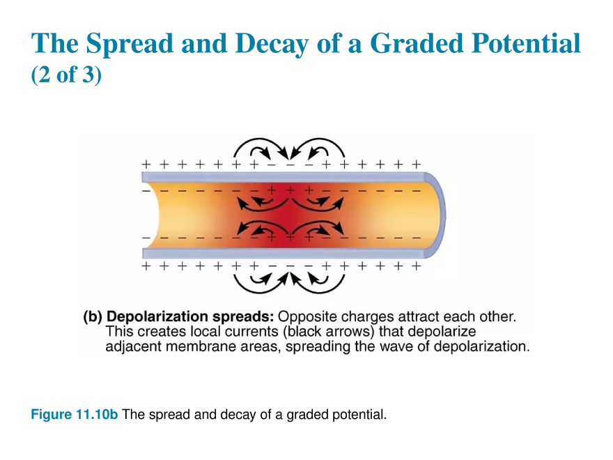 11.5  Graded Potentials - Page 4